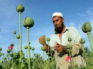 afghanistan-opium-poppy-fields-AFP-640x480